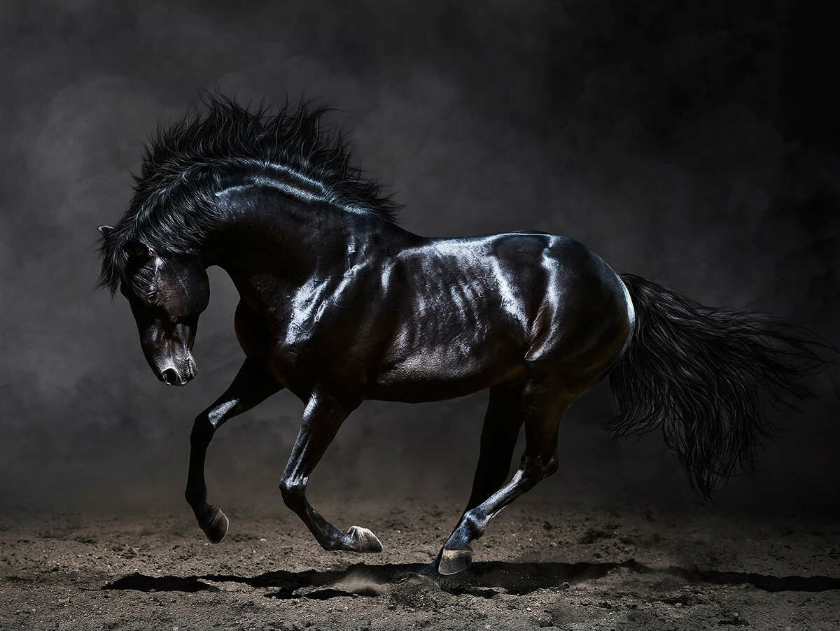 ArtLink Canvas taulu musta hevonen 80×120 cm