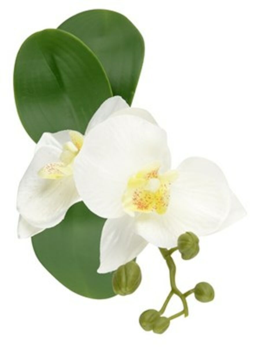 Day Orkidea tekokasvi 5x5x22 cm
