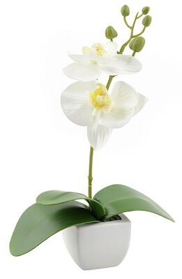 Day Orkidea tekokasvi 5x5x22 cm