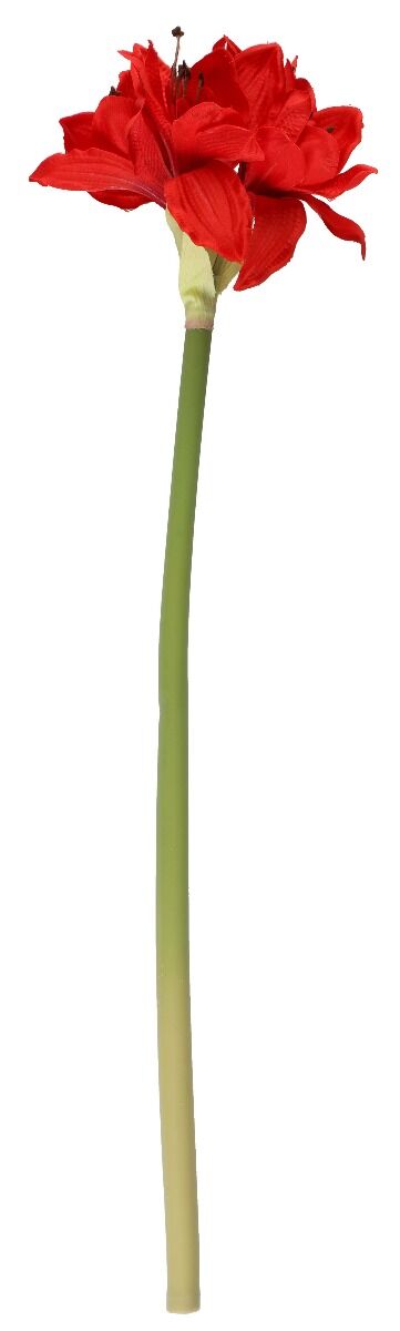 Winterseason amaryllis oksa