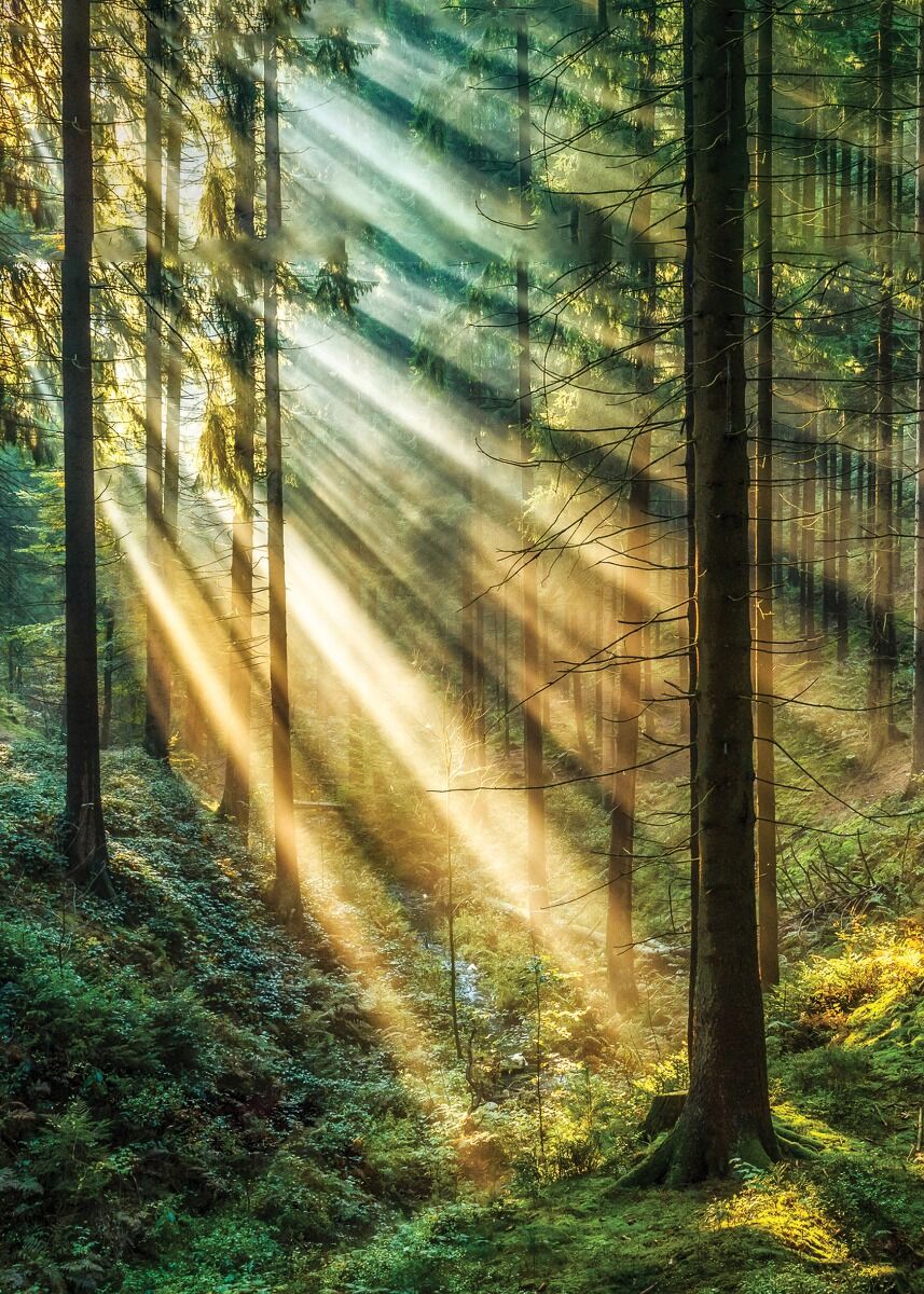 ArtLink Auringonvalo metsässä juliste 50×70 cm