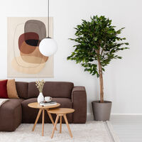 Ficus Benjamina Topiary pallolimo tekokasvi 180 cm