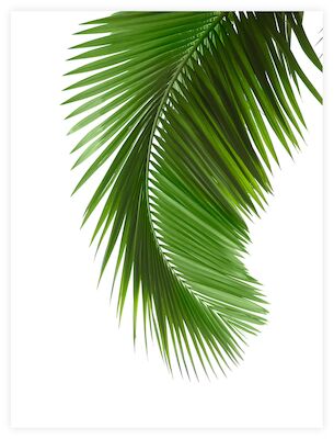 Palmun lehti juliste 30x40 cm
