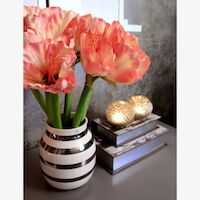 Amaryllis salmon
