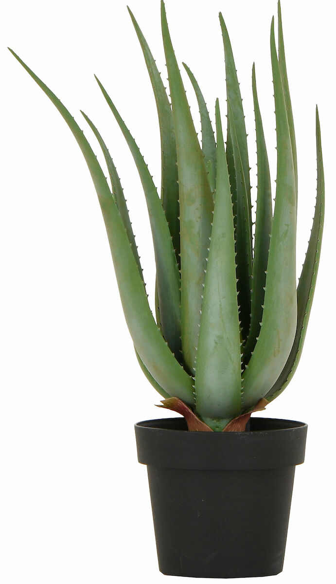 Silkkikasvit Aloe tekokasvi 68 cm