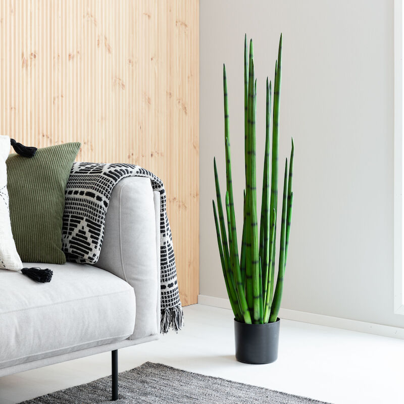 Sansevieria keihäsanopinkieli istutusruukussa