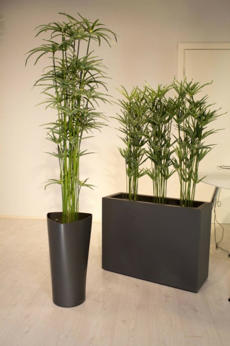 Silkkikasvit Sädekaisla Cyperus 140 cm