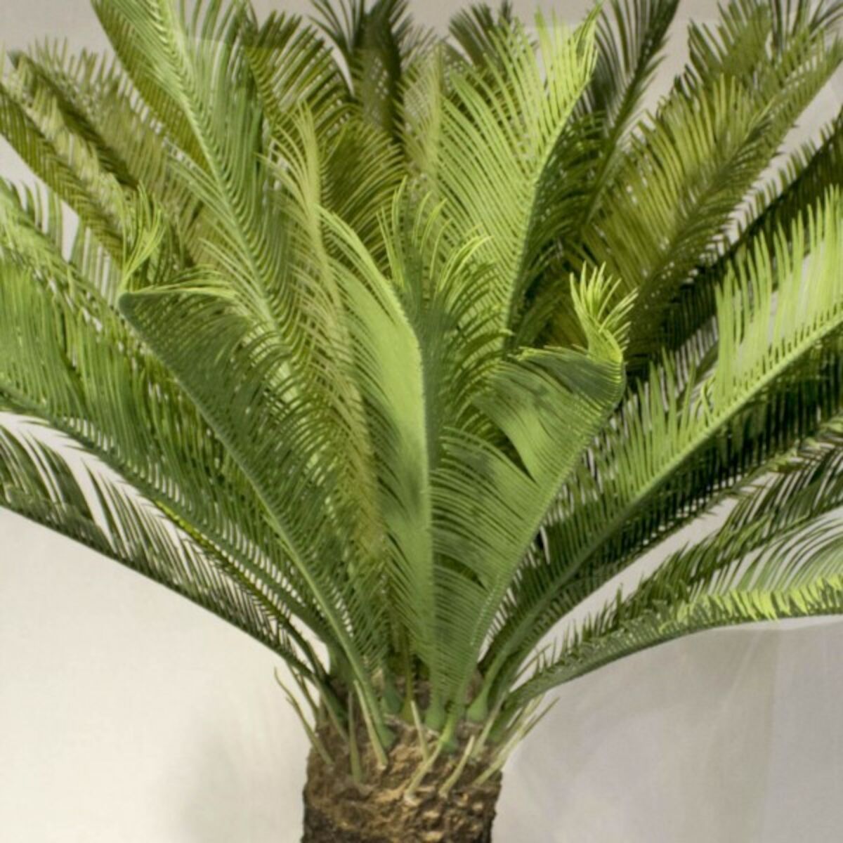 Palm Cycas käpypalmu Giant tekokasvi