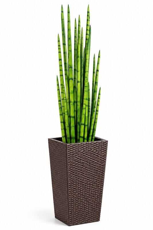 Sansevieria keihäsanopinkieli tekokasvi nippu 118 cm