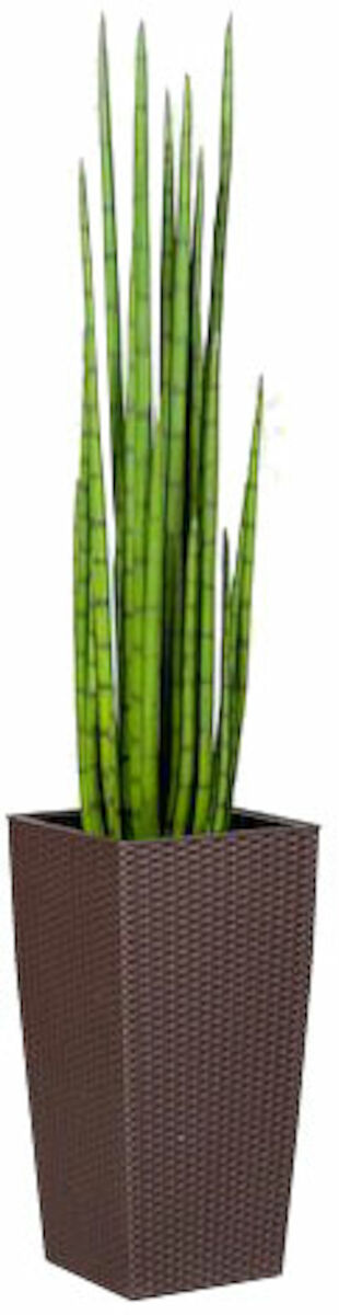 Sansevieria keihäsanopinkieli tekokasvi nippu 118 cm