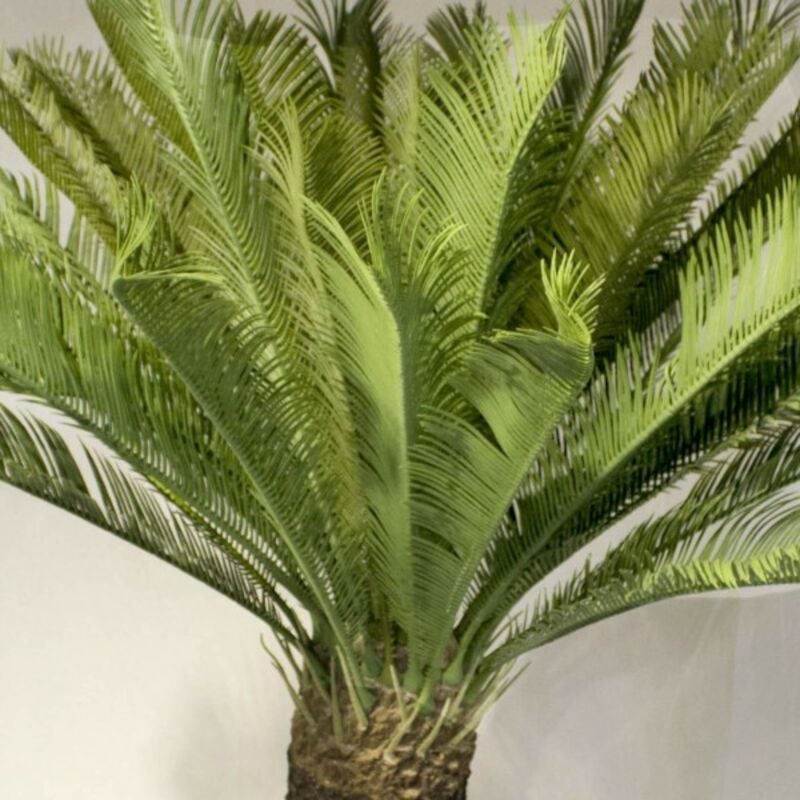 Palm Cycas käpypalmu Giant 100 cm