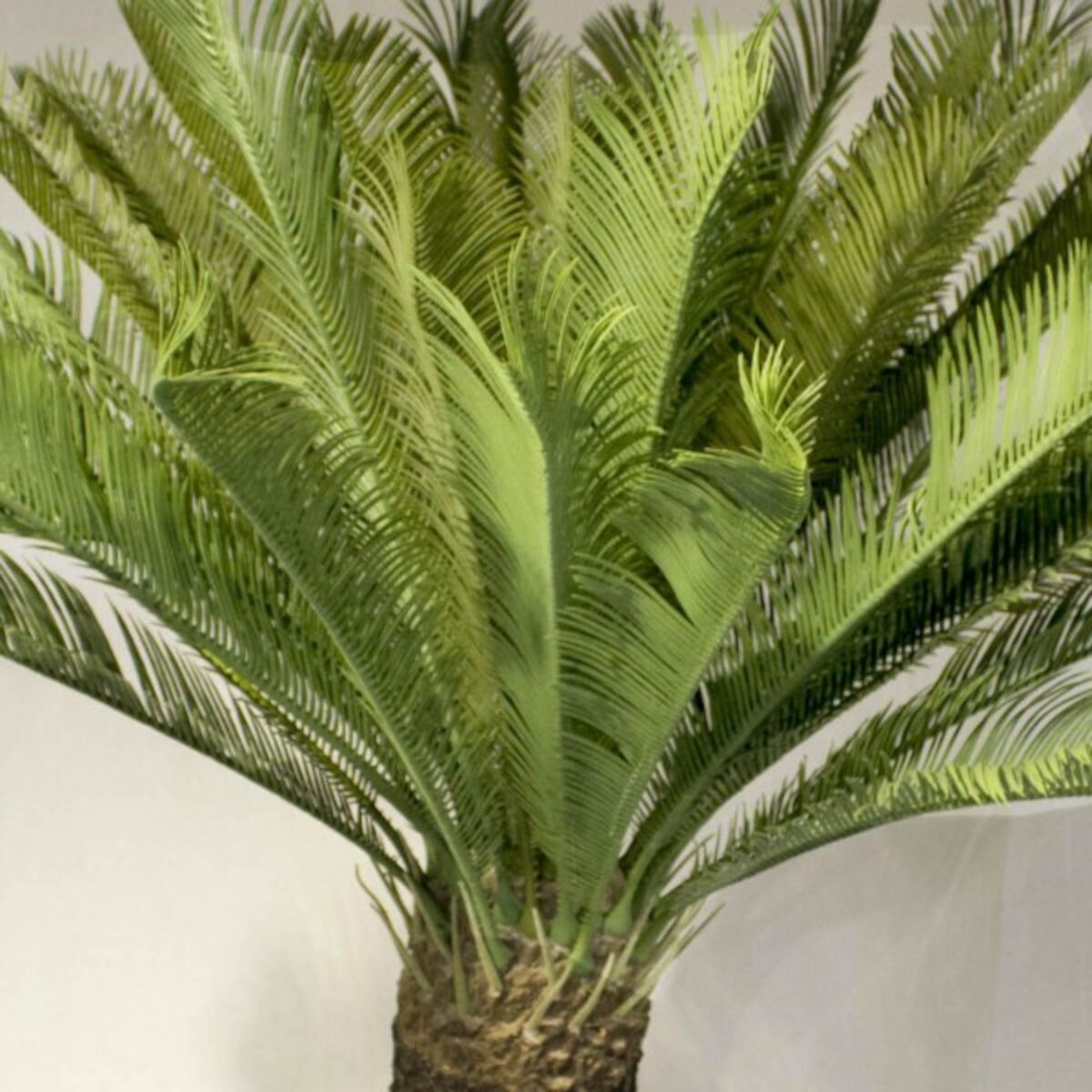 Palm Cycas käpypalmu Giant tekokasvi 110 cm