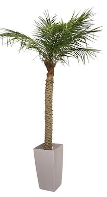 Palmu Phoenix hienolehtinen taatelipalmu 300 cm