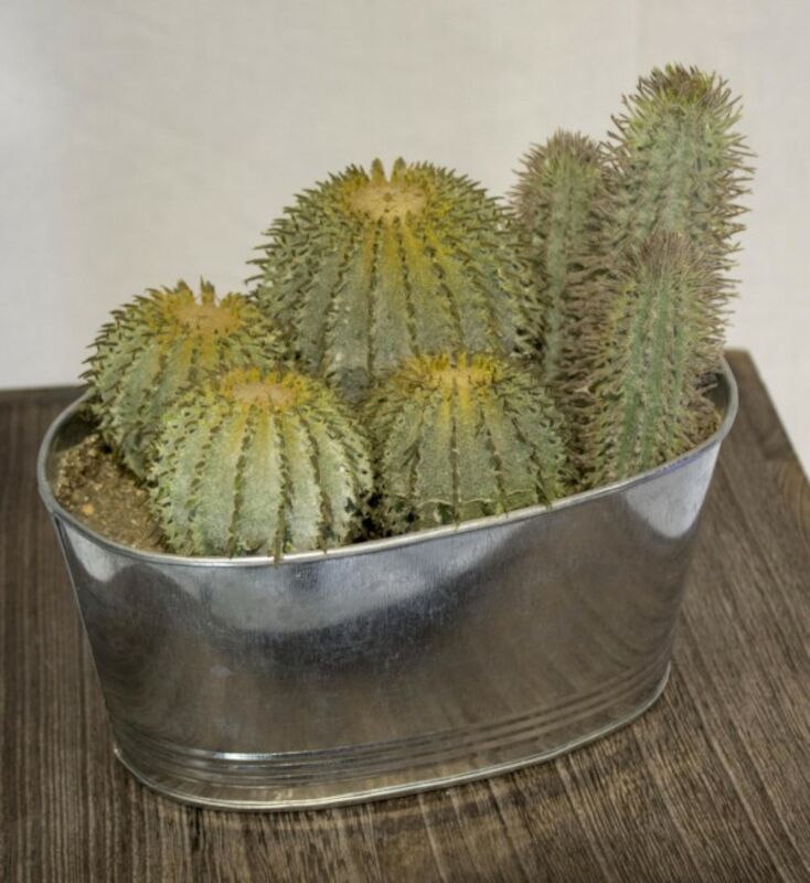 Kaktus tekokasvi sinkkiruukussa 14 cm