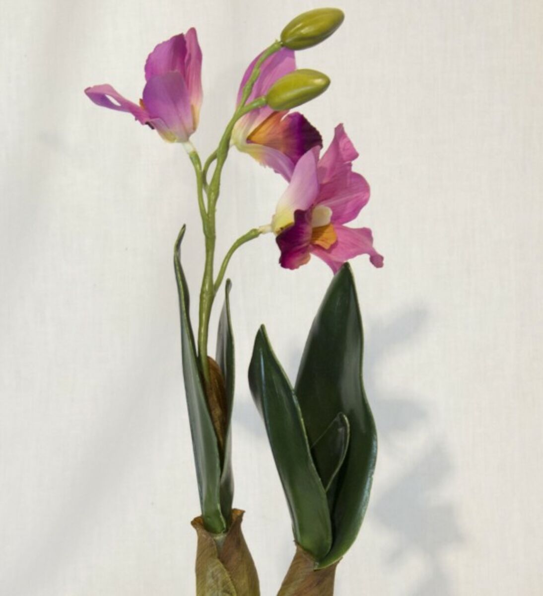 Orkidea Catleya tekokasvi lila pinkki