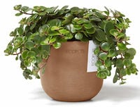 Ecopots Oslo mini ruukku Ø11,5 cm terrakotta