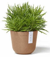 Ecopots Oslo mini ruukku Ø11,5 cm terrakotta