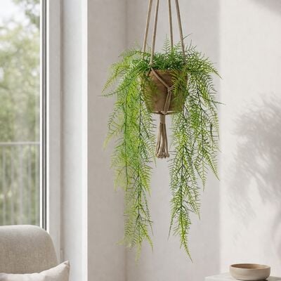 Asparagus Plumosus juuttinaruamppelissa 80 cm