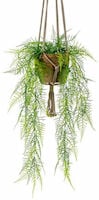 Asparagus Plumosus juuttinaruamppelissa 80 cm