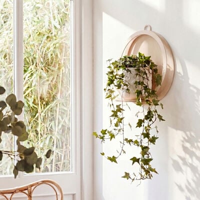 Pihla seinäamppeli 36 cm musta taustavanerilla