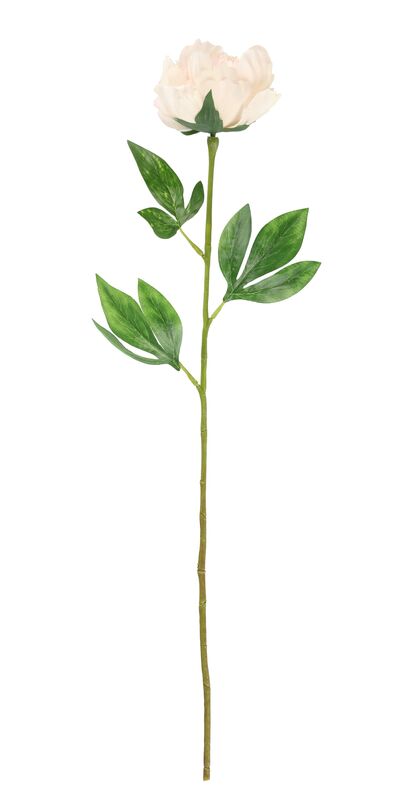 4Living pioni 60 cm kerma