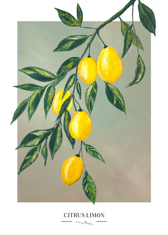 Citrus tree poster 50x70 cm