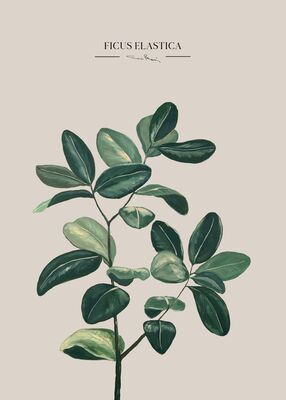 Kaverini Kumiviikuna juliste 50x70 cm