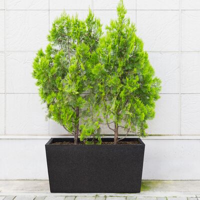 4Living Patio termoruukku 76 cm musta