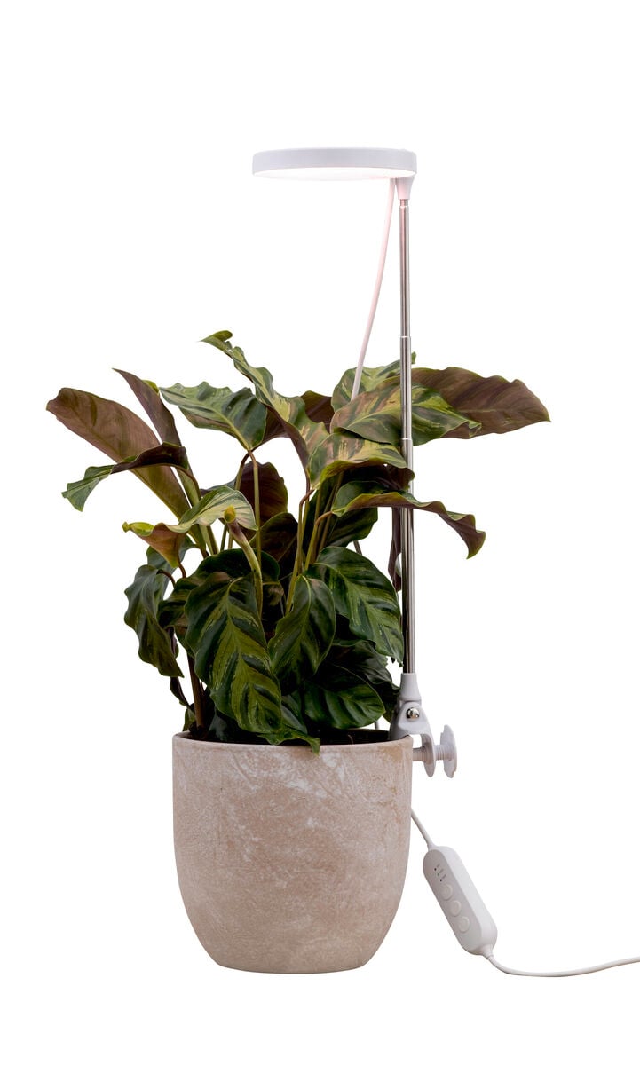 Airam Rose LED kasvivalaisin valkoinen