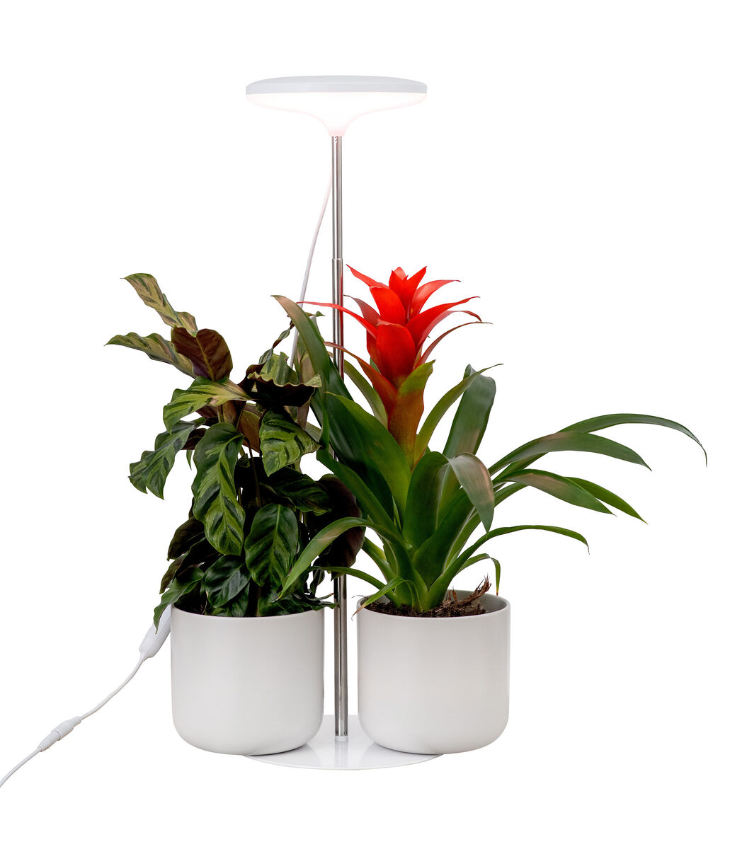 Airam Ivy LED kasvivalo valkoinen