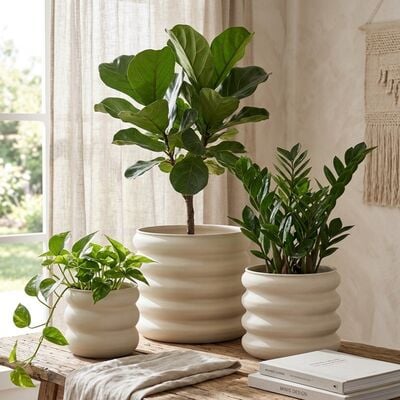 Poimu kukkaruukkusetti 3 kpl kerma