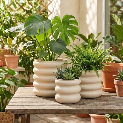 Poimu kukkaruukkusetti 3 kpl kerma